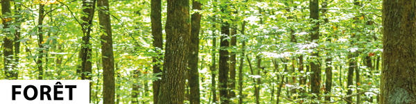 Forêt Forêt